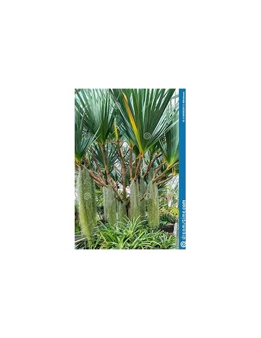 Screw Palm (Pandanus utilis)-1 Palm for Sale in Mexico-Vivero Online