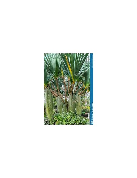 Screw Palm (Pandanus utilis)-1 Palm for Sale in Mexico-Vivero Online
