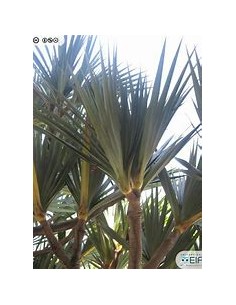 Palmera tornillo (Pandanus... 2