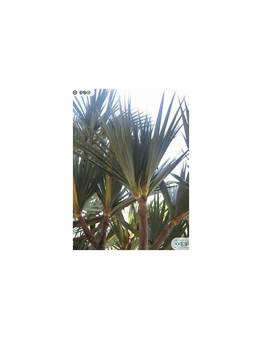 Screw Palm (Pandanus utilis)-1 Palm for Sale in...