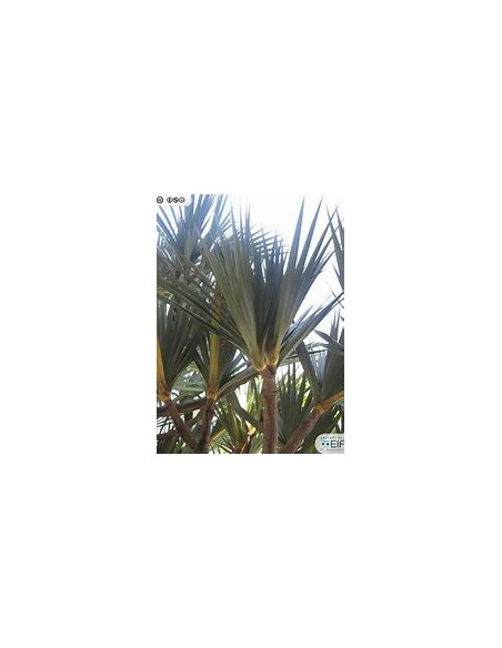 Palmera tornillo (Pandanus utilis)-1 Palmera en Venta en Mexico-Vivero Online