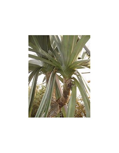 Palmera tornillo (Pandanus utilis)-1 Palmera en...