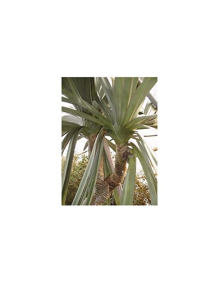 Palmera tornillo (Pandanus utilis)-1 Palmera en Venta en Mexico-Vivero Online