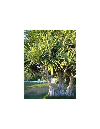 Palmera tornillo (Pandanus utilis)-1 Palmera en...