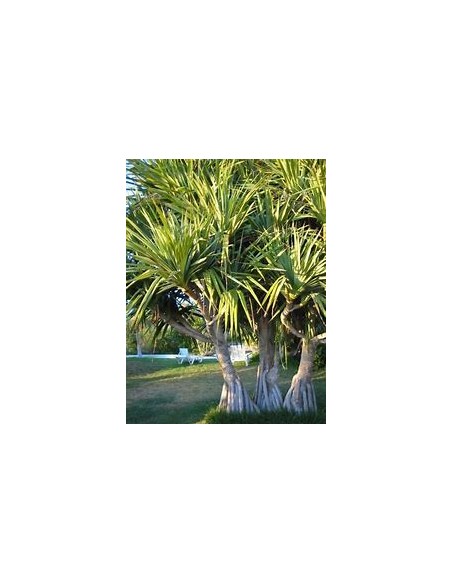 Palmera tornillo (Pandanus utilis)-1 Palmera en Venta en Mexico-Vivero Online