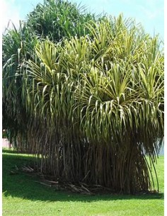 Tree (Pandanus tectorius...