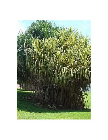 Arbol (Pandanus tectorius variegata)-1 Arbolito en Venta en Mexico - Vivero por internet