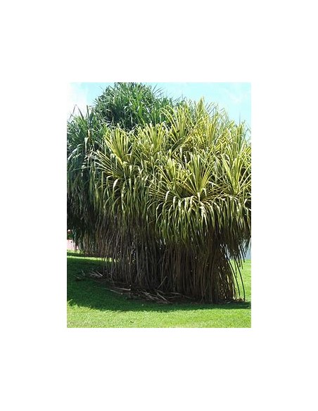 Arbol (Pandanus tectorius variegata)-1 Arbolito en Venta en Mexico - Vivero por internet