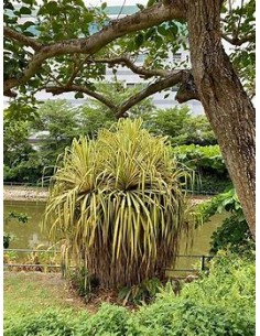 Arbol (Pandanus tectorius... 2