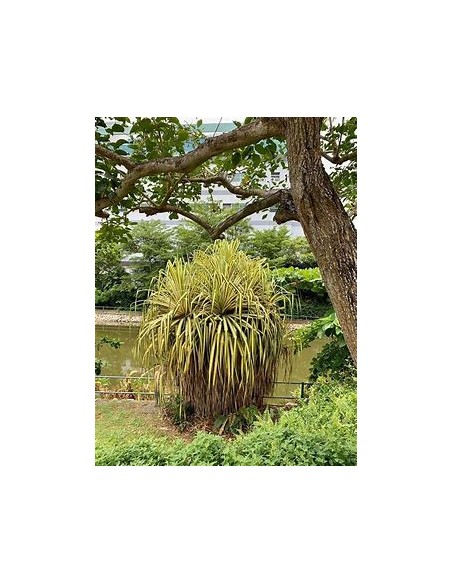 Arbol (Pandanus tectorius variegata)-1 Arbolito en Venta en Mexico - Vivero por internet