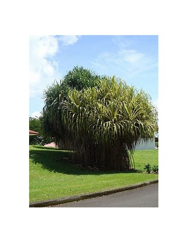 Tree (Pandanus tectorius variegata)-1 Sapling...