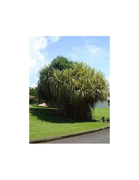 Arbol (Pandanus tectorius variegata)-1 Arbolito en Venta en Mexico - Vivero por internet