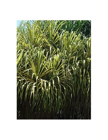 Arbol (Pandanus tectorius variegata)-1 Arbolito...