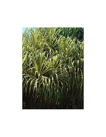 Arbol (Pandanus tectorius variegata)-1 Arbolito en Venta en Mexico - Vivero por internet