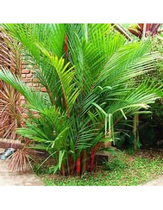 Red Areca Palm...