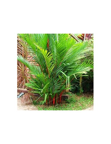 Palma areca roja (Cyrtostachis renda)...