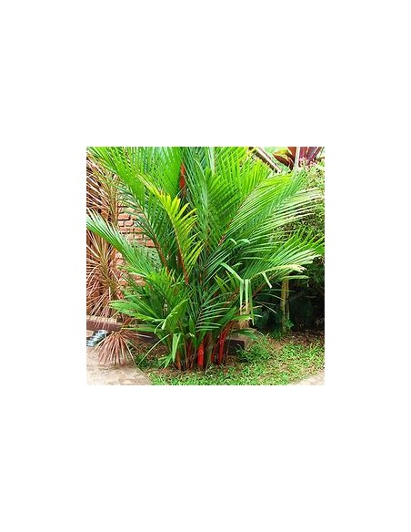 Red Areca Palm (Cyrtostachis renda) - Bebe-1 Seedling Tree for Sale in Mexico - Online Nursery
