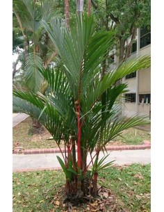Palma areca roja... 2