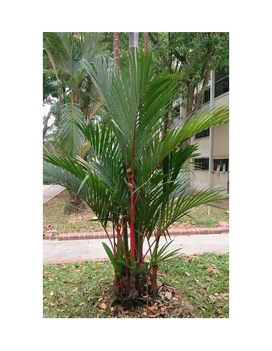 Red Areca Palm (Cyrtostachis renda) - Bebe-1...