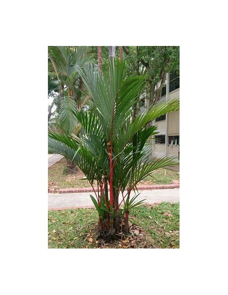 Red Areca Palm (Cyrtostachis renda) - Bebe-1 Seedling Tree for Sale in Mexico - Online Nursery