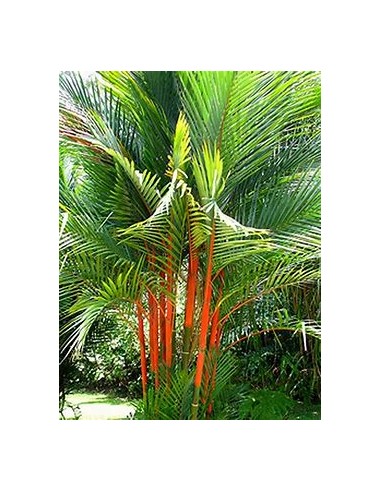Red Areca Palm (Cyrtostachis renda) - Bebe-1...