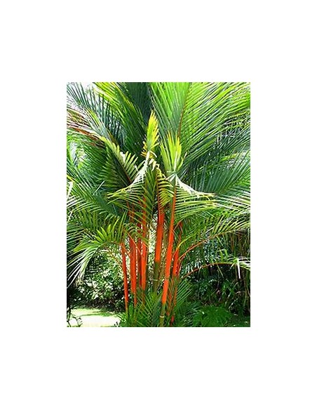 Red Areca Palm (Cyrtostachis renda) - Bebe-1 Seedling Tree for Sale in Mexico - Online Nursery