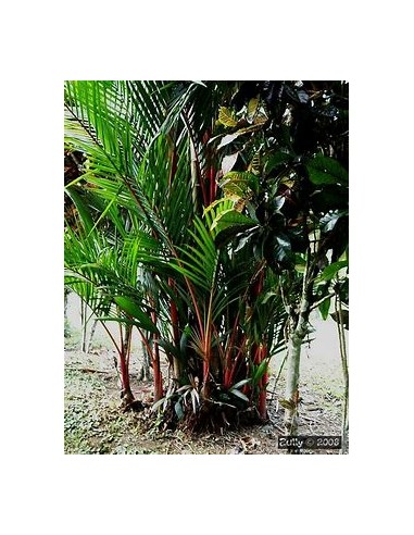 Red Areca Palm (Cyrtostachis renda) - Bebe-1...