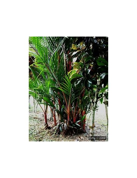 Red Areca Palm (Cyrtostachis renda) - Bebe-1 Seedling Tree for Sale in Mexico - Online Nursery