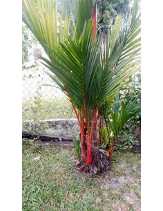 Palma areca roja...