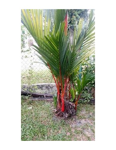 Red areca palm (cyrtostachis renda)- median-1 Palm Tree for Sale in Mexico - Online Nursery