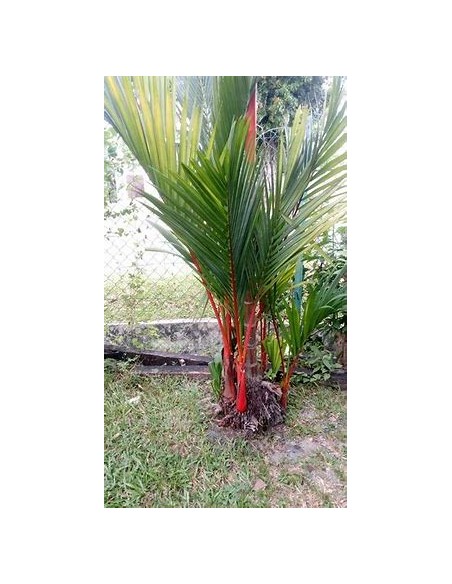 Red areca palm (cyrtostachis renda)- median-1 Palm Tree for Sale in Mexico - Online Nursery