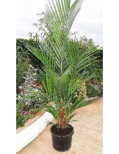 Palma areca roja... 2