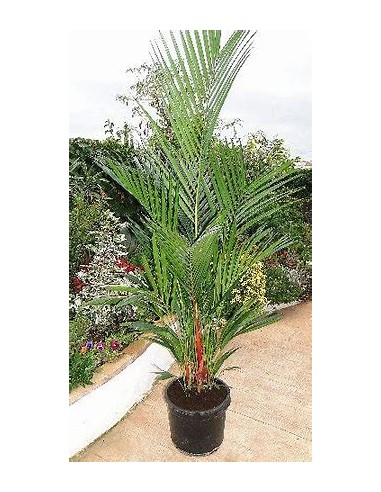 Red areca palm (cyrtostachis renda)- median-1...