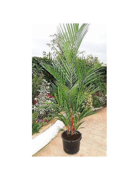 Red areca palm (cyrtostachis renda)- median-1 Palm Tree for Sale in Mexico - Online Nursery