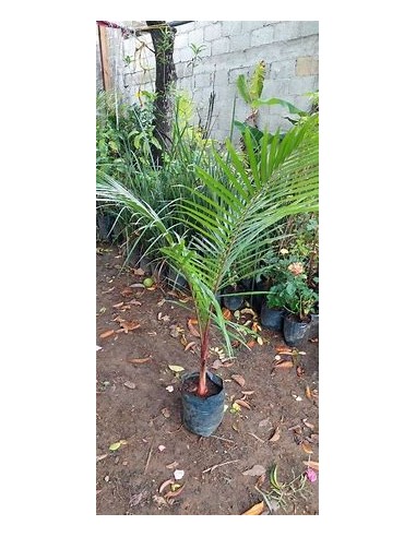 Palma areca roja (cyrtostachis renda)-...
