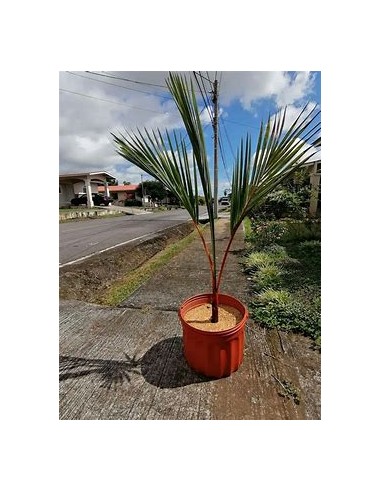 Palma areca roja (cyrtostachis renda)-...