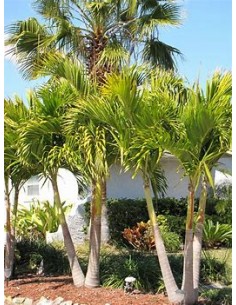 Kerpis Palm 80 cms...