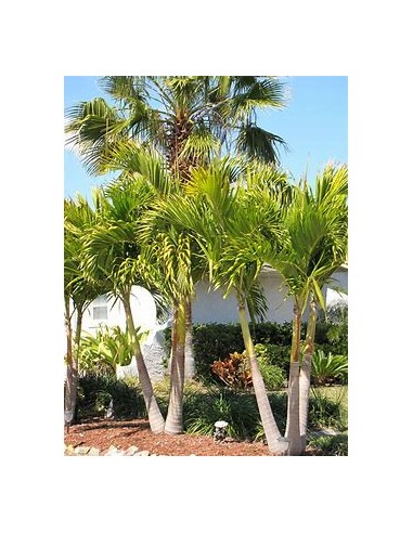 Kerpis Palm 80 cms (Adonidia merrilli)-1 Palm Tree for Sale in Mexico - Online Nursery