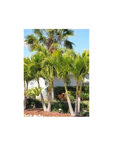 Palma Kerpis 80 cms (Adonidia merrilli)-1 Palmera en Venta en Mexico - Vivero por internet