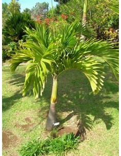 Kerpis Palm 80 cms... 2