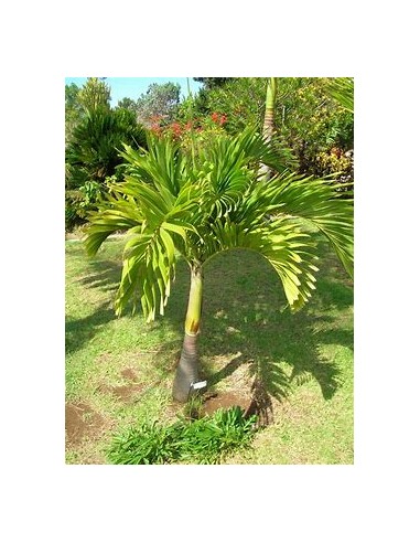 Palma Kerpis 80 cms (Adonidia merrilli)-1...