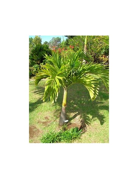 Palma Kerpis 80 cms (Adonidia merrilli)-1 Palmera en Venta en Mexico - Vivero por internet