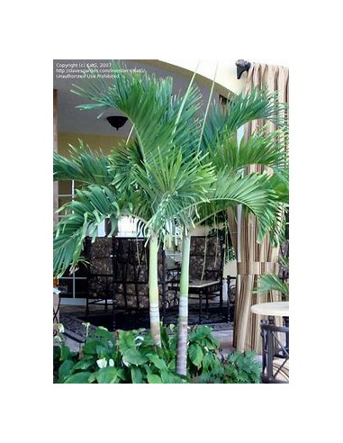 Kerpis Palm 80 cms (Adonidia merrilli)-1 Palm...