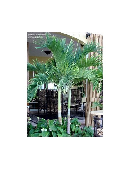 Palma Kerpis 80 cms (Adonidia merrilli)-1 Palmera en Venta en Mexico - Vivero por internet
