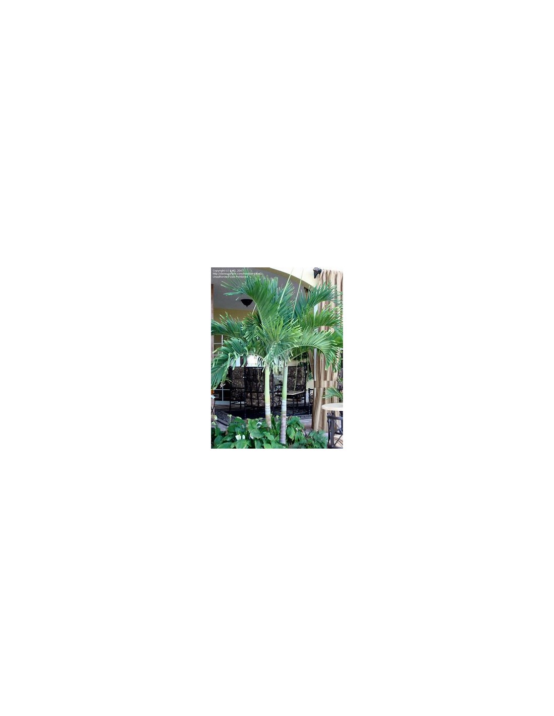 Kerpis Palm 80 cms (Adonidia merrilli)-1 Palm Tree for Sale in Mexico ...