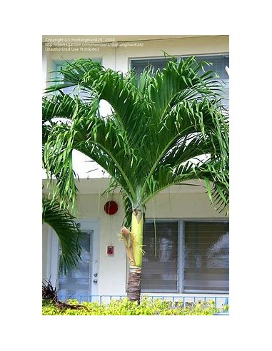 Kerpis Palm 80 cms (Adonidia merrilli)-1 Palm...