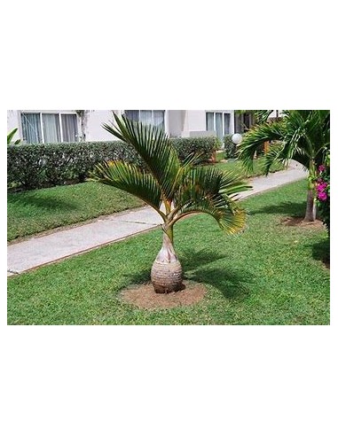 Red Bottle Palm or Mascarene Palm (Hyophorbe lagenicaullis) Medium-1 Palm Tree for Sale in Mexico - Online Nursery