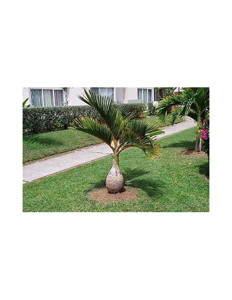 Red Bottle Palm or Mascarene Palm (Hyophorbe lagenicaullis) Medium-1 Palm Tree for Sale in Mexico - Online Nursery