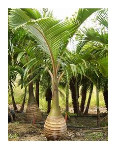 Red Bottle Palm or... 2