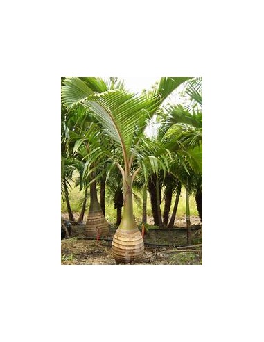 Red Bottle Palm or Mascarene Palm (Hyophorbe...